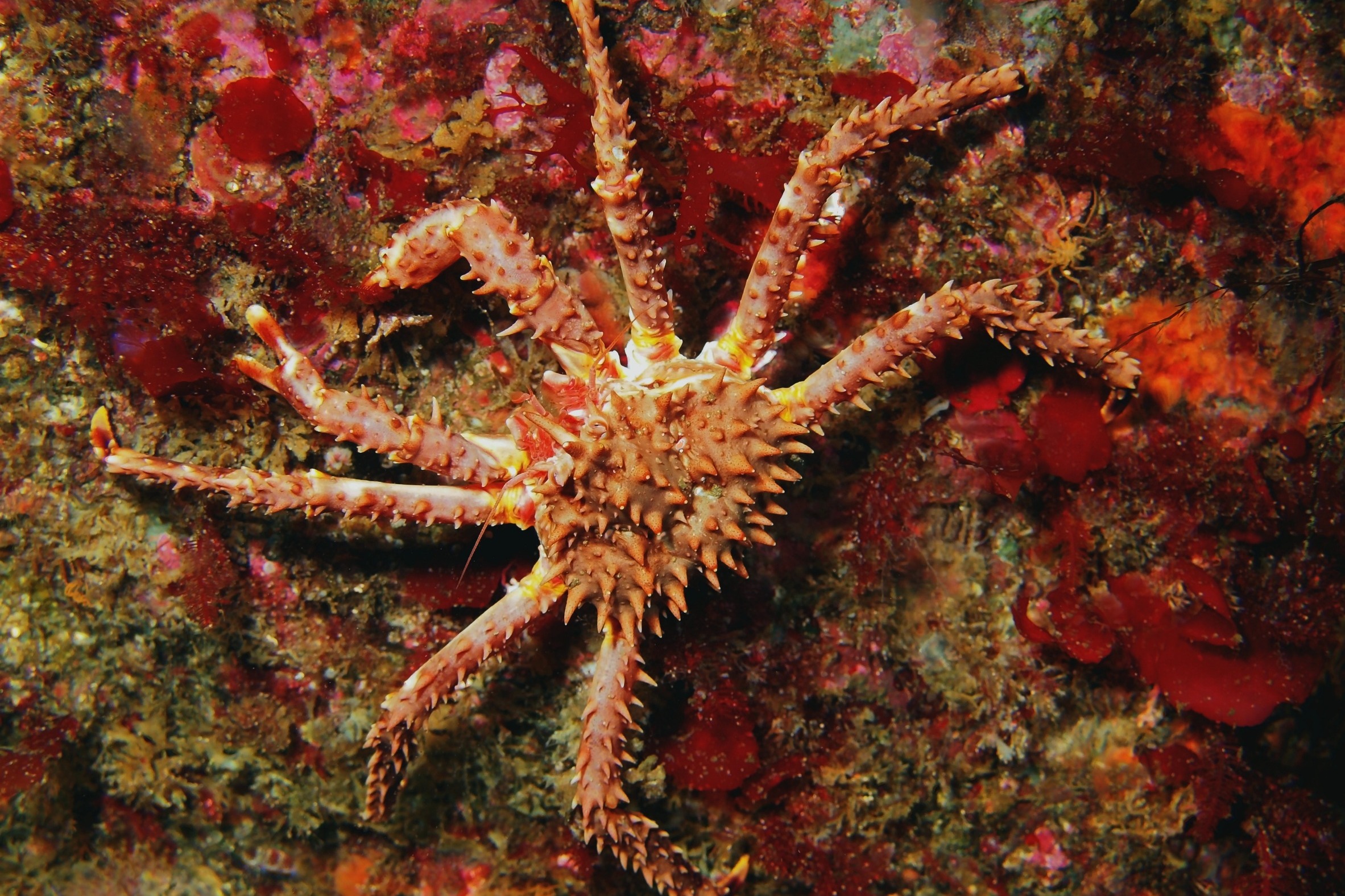 США продлили эмбарго на российский краб и рыбу